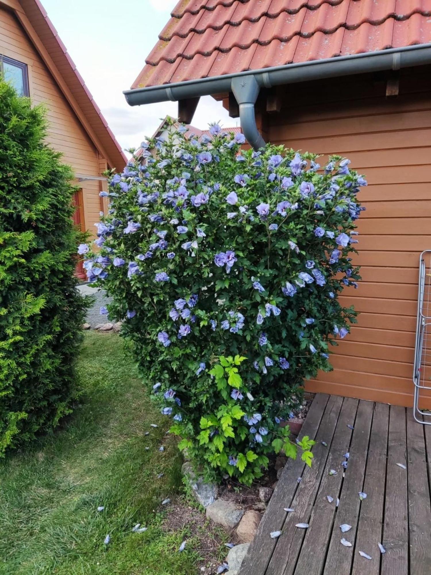 Ferienhaus Bliev-Hee Nr 4 Klink Luaran gambar
